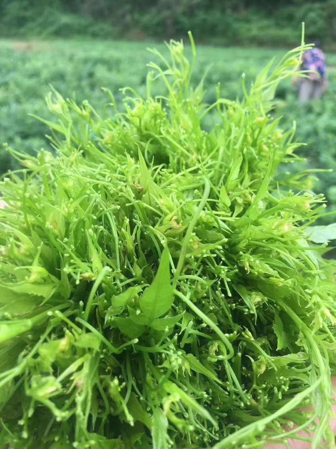 富硒女娲茶价位（女娲富硒红茶）-硒宝网