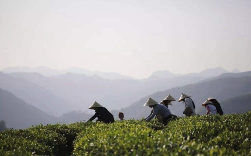 紫阳富硒茶珍藏（紫阳富硒茶100克价格表）-硒宝网