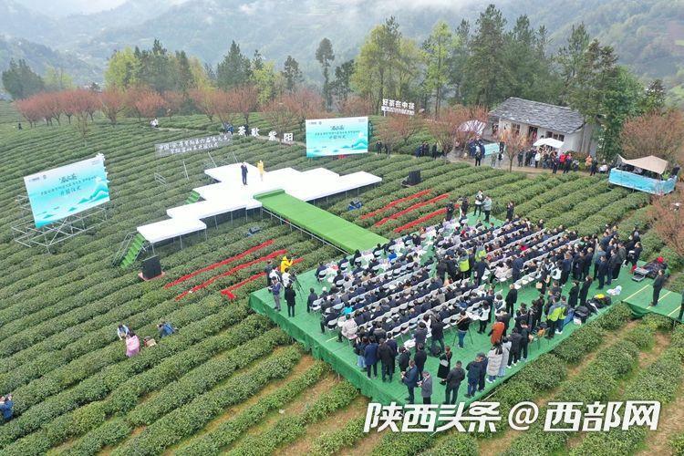 紫阳富硒茶赞助（紫阳富硒茶厂）-硒宝网