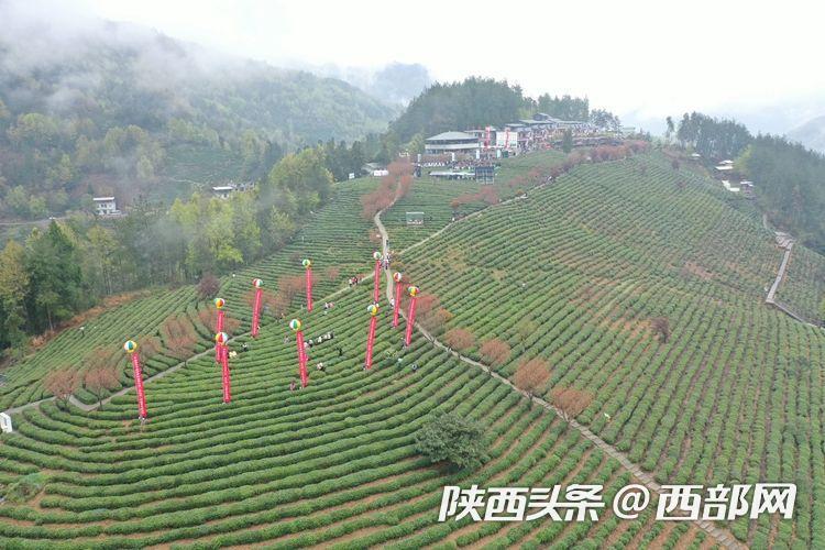 紫阳富硒茶赞助（紫阳富硒茶厂）-硒宝网