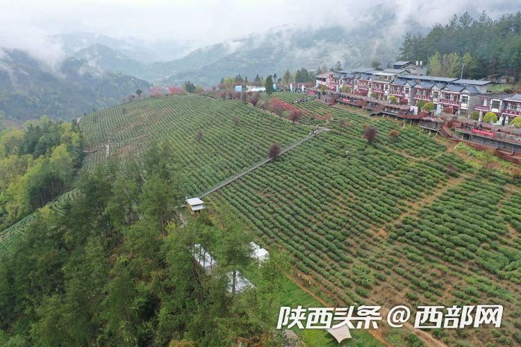 紫阳富硒茶赞助（紫阳富硒茶厂）-硒宝网