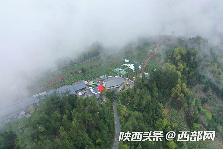 紫阳富硒茶赞助（紫阳富硒茶厂）-硒宝网