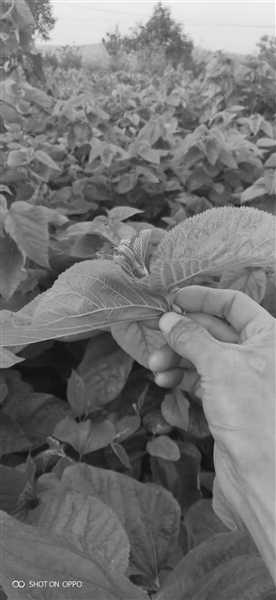 富硒蛋白桑叶茶（蛋白桑茶的价格）-硒宝网