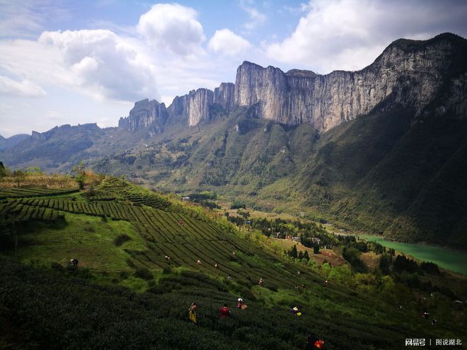 恩施绿茶富硒茶(湖北恩施富硒绿茶功效)-硒宝网