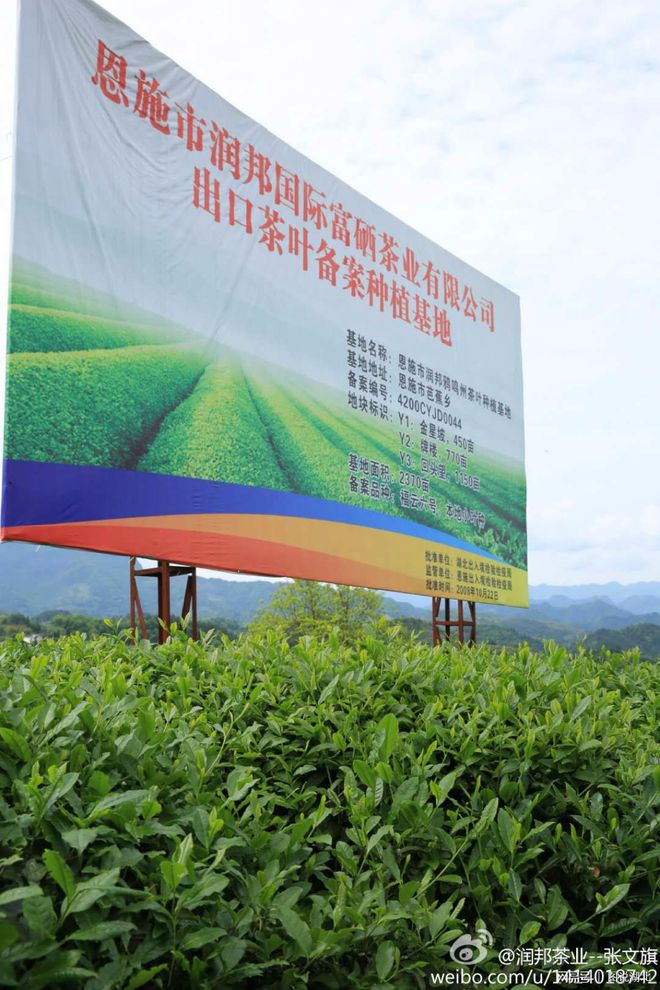 恩施绿茶富硒茶(湖北恩施富硒绿茶功效)-硒宝网