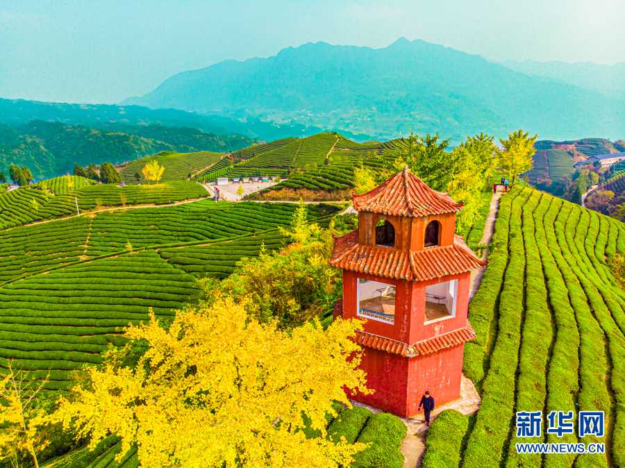 紫阳和平富硒茶(紫阳县和平茶厂的绿茶怎么样)-硒宝网