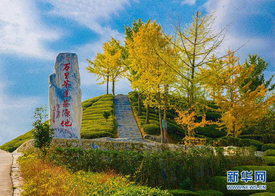 紫阳和平富硒茶(紫阳县和平茶厂的绿茶怎么样)-硒宝网