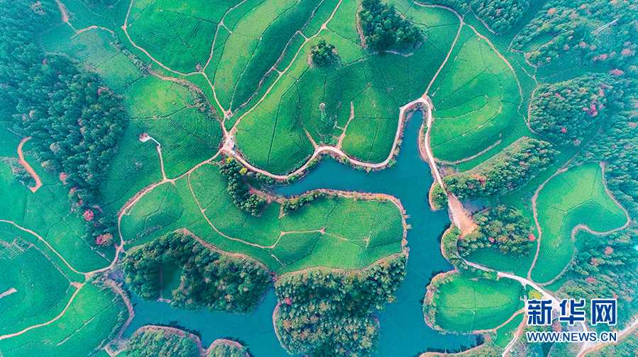 紫阳和平富硒茶(紫阳县和平茶厂的绿茶怎么样)-硒宝网