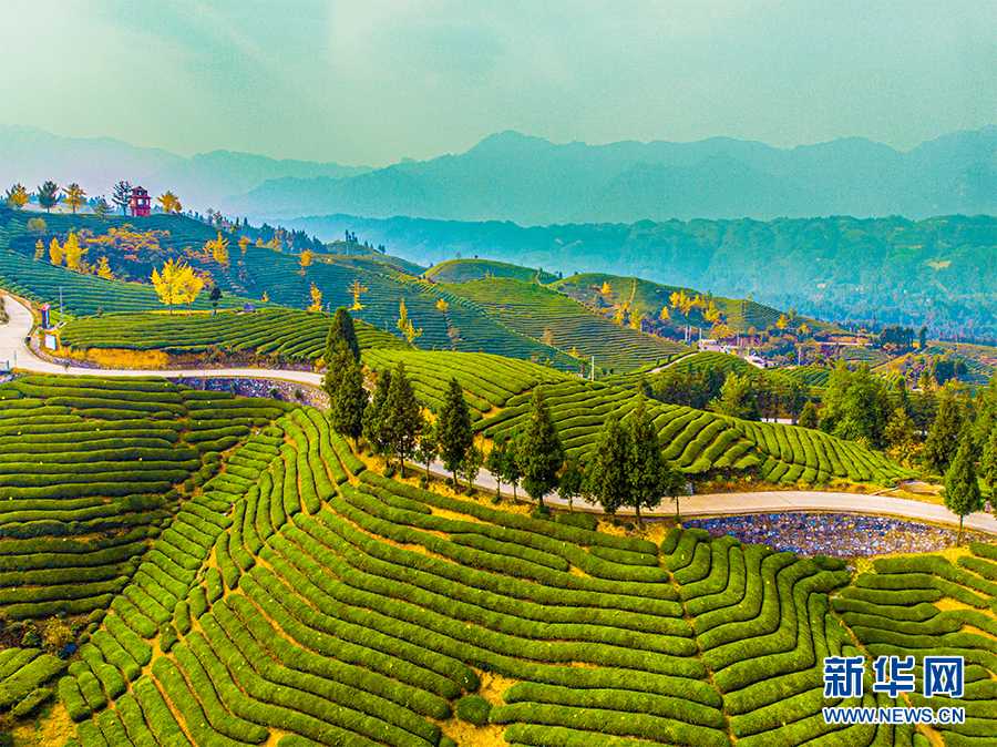 紫阳和平富硒茶(紫阳县和平茶厂的绿茶怎么样)-硒宝网