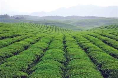 凤冈富硒有机茶（富硒茶庄）-硒宝网