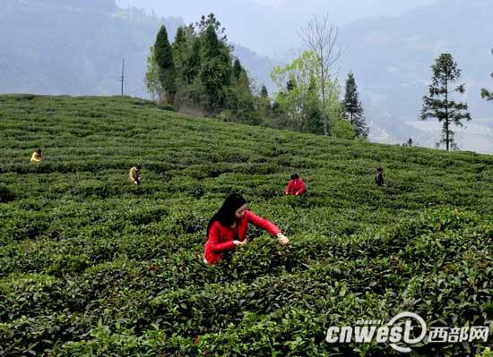 凤冈富硒茶炒青（凤岗富硒茶价格）-硒宝网