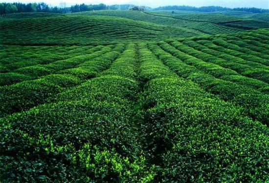 凤冈富硒茶炒青（凤岗富硒茶价格）-硒宝网