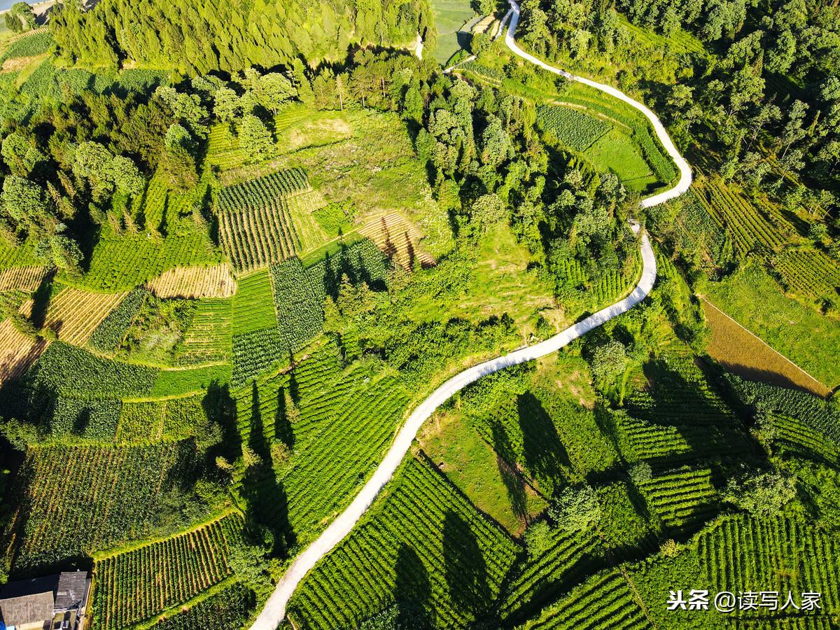 凤冈富硒茶炒青(凤冈县富硒茶)-硒宝网