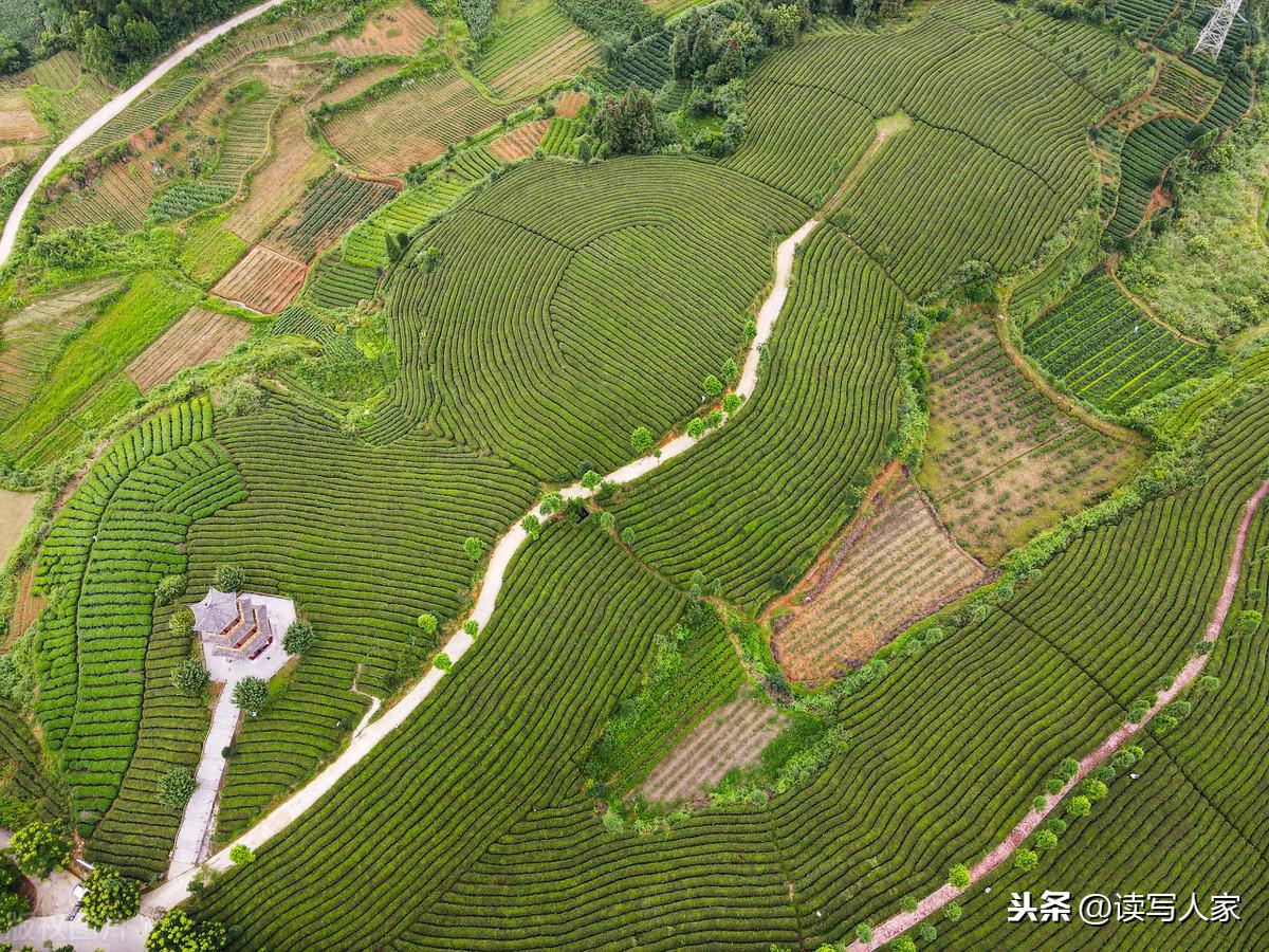 凤冈富硒茶炒青(凤冈县富硒茶)-硒宝网