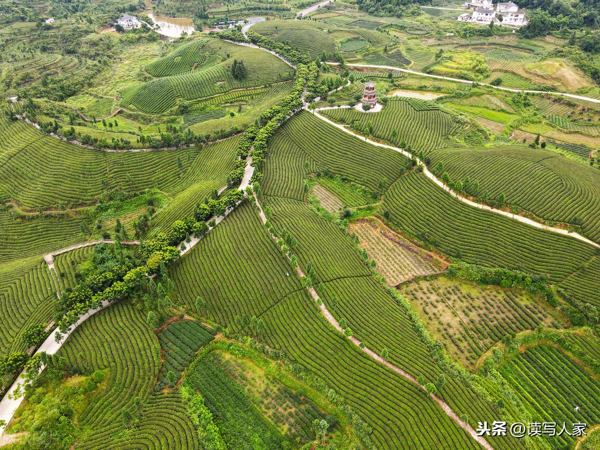 凤冈富硒茶炒青(凤冈县富硒茶)-硒宝网