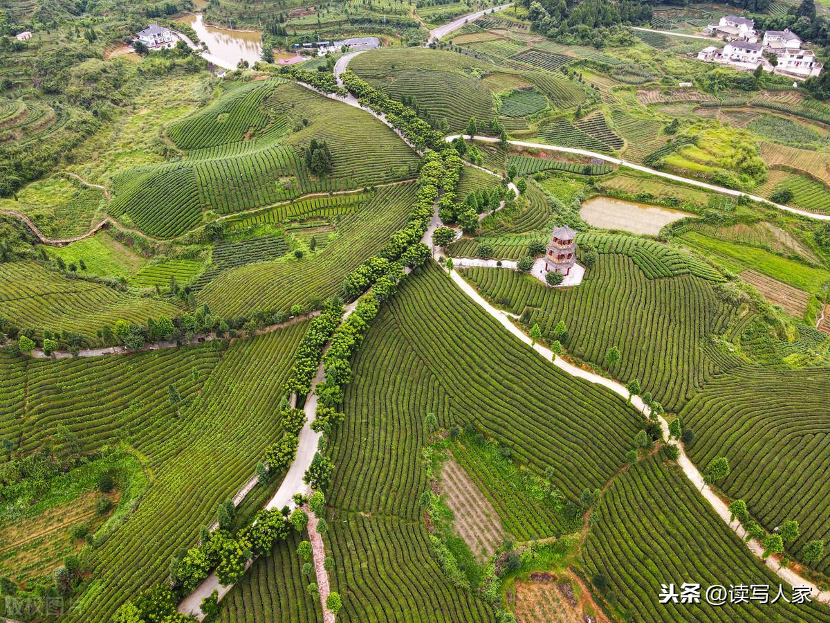 凤冈富硒茶炒青(凤冈县富硒茶)-硒宝网
