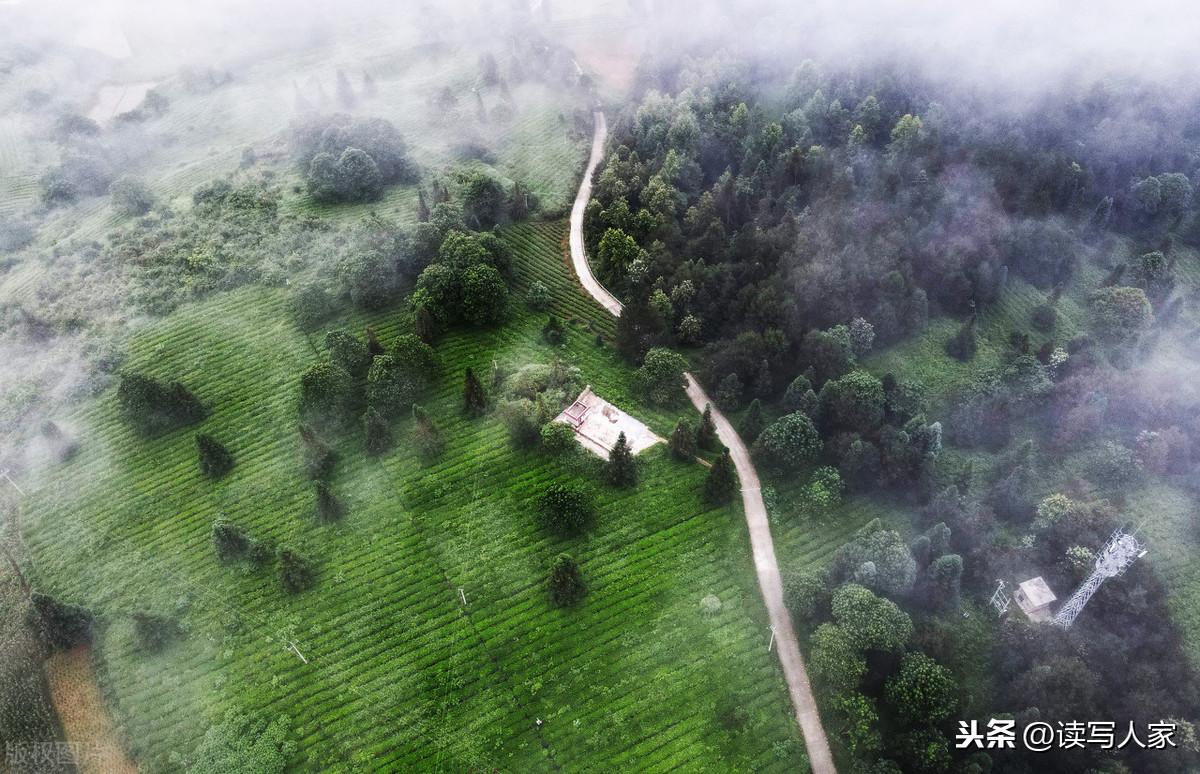 凤冈富硒茶炒青(凤冈县富硒茶)-硒宝网