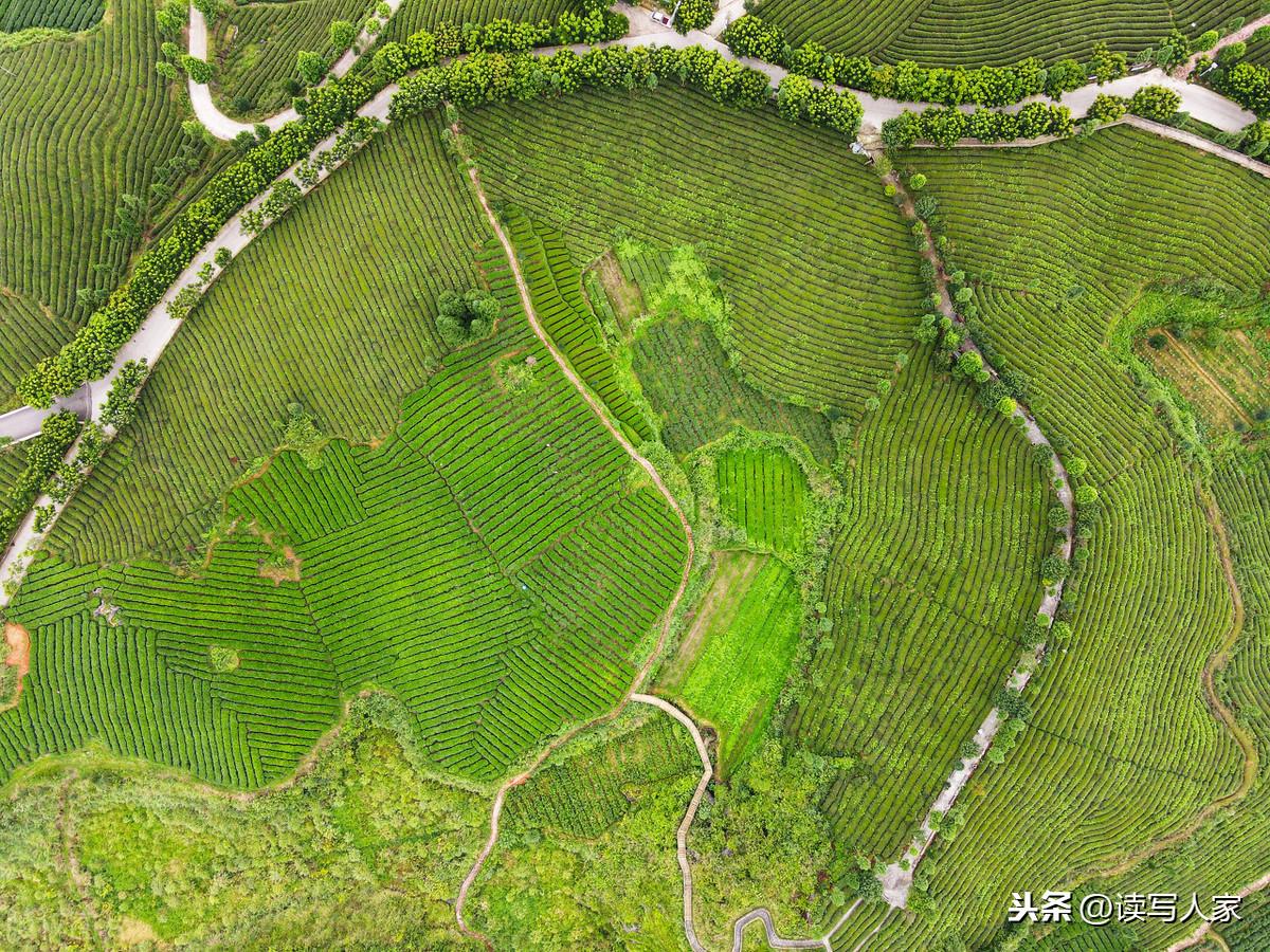 凤冈富硒茶炒青(凤冈县富硒茶)-硒宝网