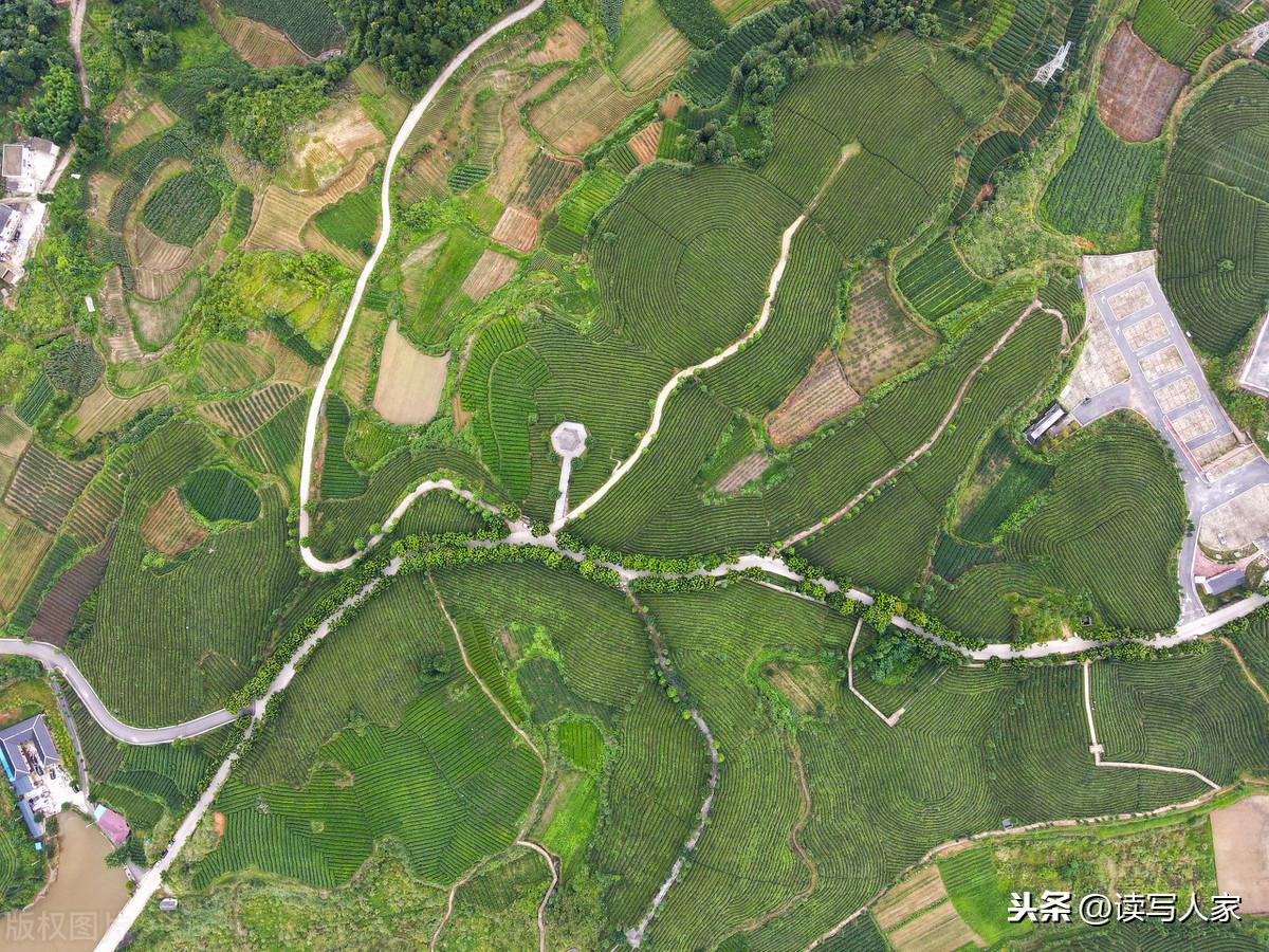 凤冈富硒茶炒青(凤冈县富硒茶)-硒宝网