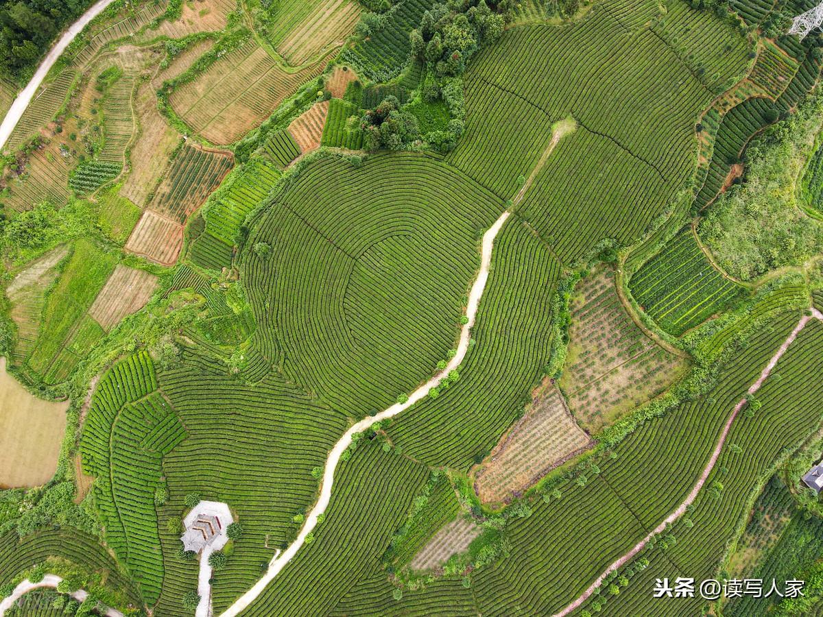 凤冈富硒茶炒青(凤冈县富硒茶)-硒宝网