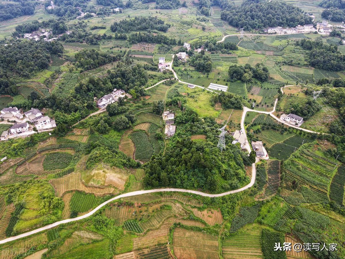 凤冈富硒茶炒青(凤冈县富硒茶)-硒宝网