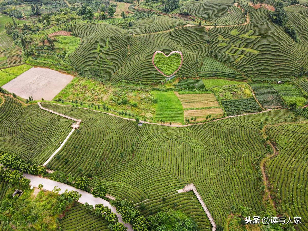 凤冈富硒茶炒青(凤冈县富硒茶)-硒宝网