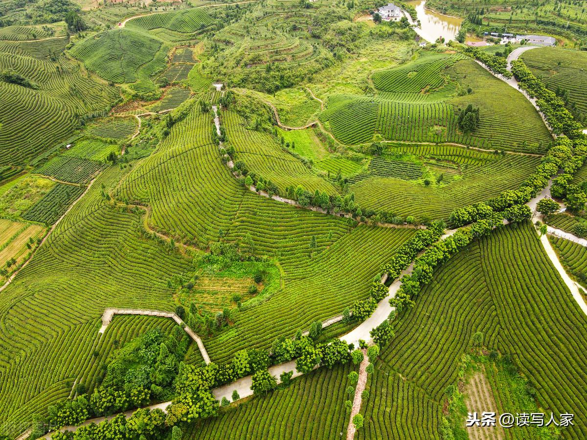 凤冈富硒茶炒青(凤冈县富硒茶)-硒宝网