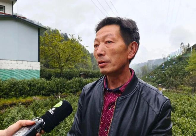 永州富硒有机茶(有机富硒茶叶)-硒宝网