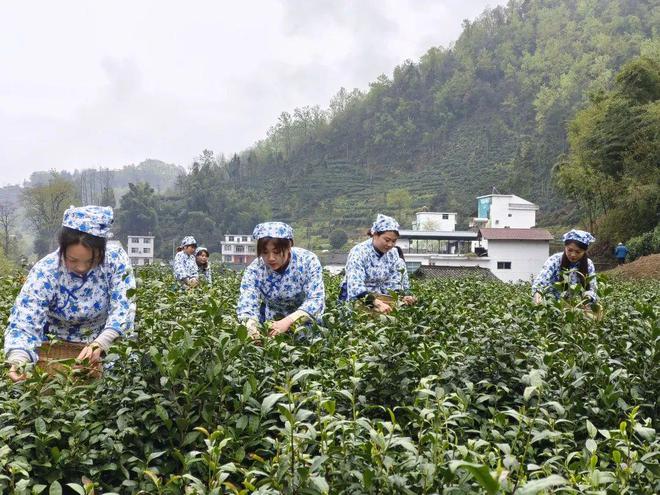 永州富硒有机茶(有机富硒茶叶)-硒宝网