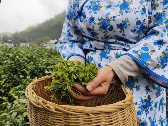 永州富硒有机茶(有机富硒茶叶)-硒宝网