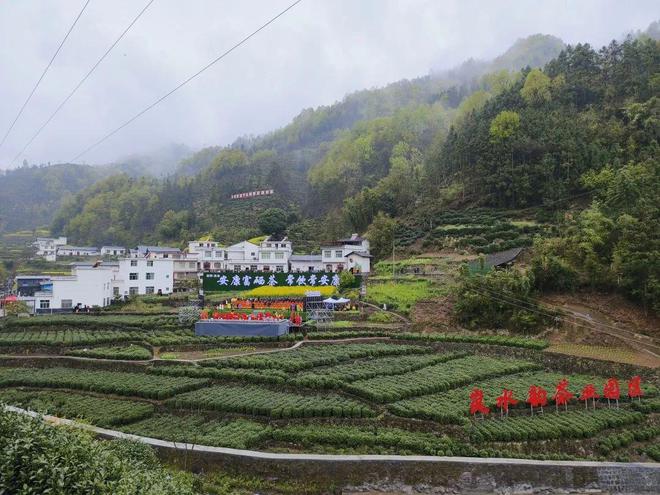 永州富硒有机茶(有机富硒茶叶)-硒宝网