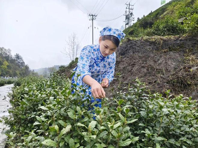 永州富硒有机茶(有机富硒茶叶)-硒宝网