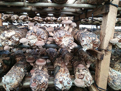 安徽石门富硒茶(安徽石台富硒茶)-硒宝网