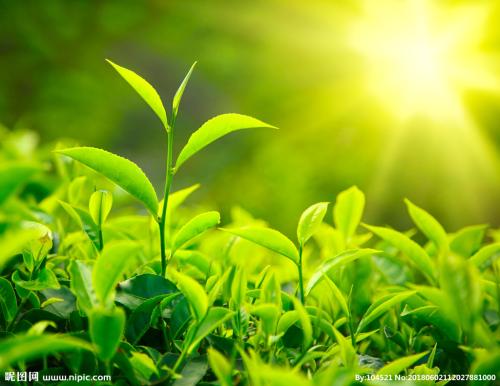 春晓恩施富硒茶(恩施富硒茶)-硒宝网