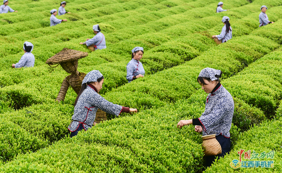 凤冈富硒茶炒青(凤岗硒茶是绿茶吗)-硒宝网