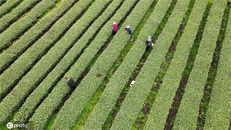 凤冈富硒茶炒青(凤岗硒茶是绿茶吗)-硒宝网