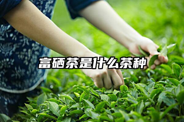 福建富硒茶价格(福建茶的价格)-硒宝网