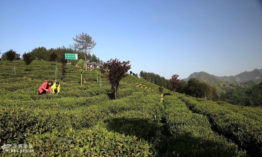 紫阳富硒茶推广(紫阳富硒茶文化)-硒宝网