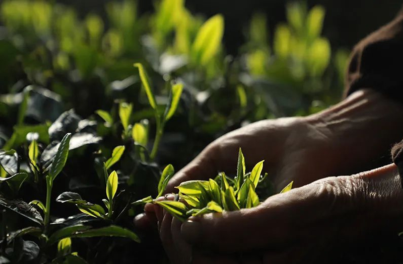 福建富硒茶价格（福建茶价格富硒多少）-硒宝网