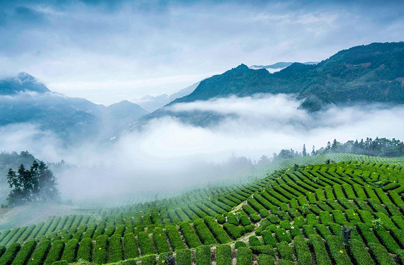 福建富硒茶价格（福建茶价格富硒多少）-硒宝网