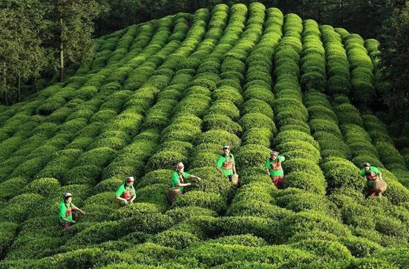 福建富硒茶价格（福建茶价格富硒多少）-硒宝网