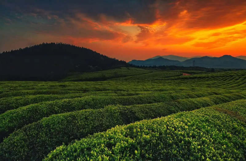 福建富硒茶价格（福建茶价格富硒多少）-硒宝网