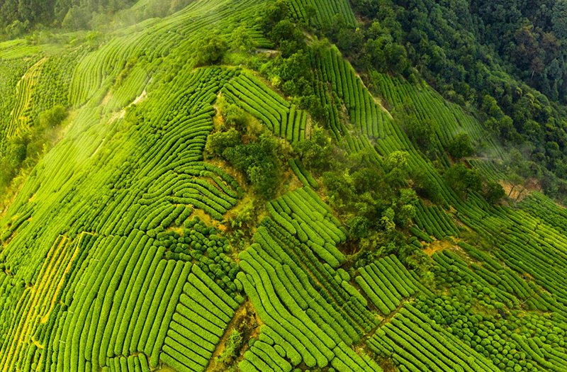 福建富硒茶价格（福建茶价格富硒多少）-硒宝网