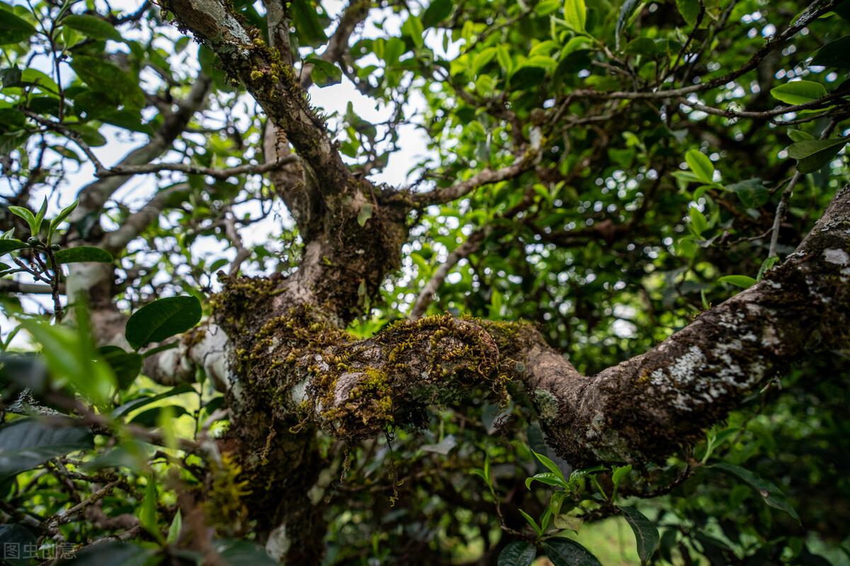 台湾富硒茶批发（富硒茶园）-硒宝网