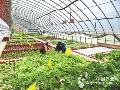 辽宁富硒茶批发（辽宁富硒地区）-硒宝网