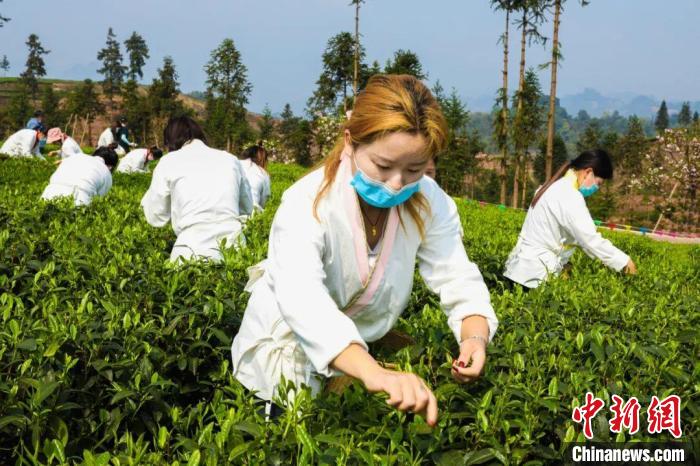 旬阳富硒茶基地(富硒茶之乡)-硒宝网