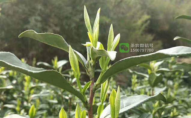 富硒饮品紫阳茶（紫阳富硒茶绿茶的功效与作用）-硒宝网