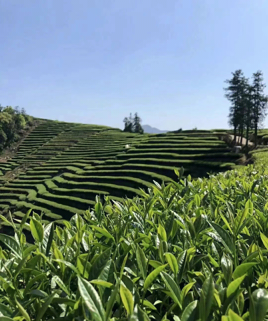 恩施富硒茶芭蕉(恩施芭蕉茶厂)-硒宝网