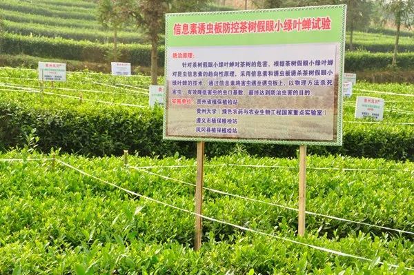 富硒茶乡村振兴(乡村振兴茶文化)-硒宝网