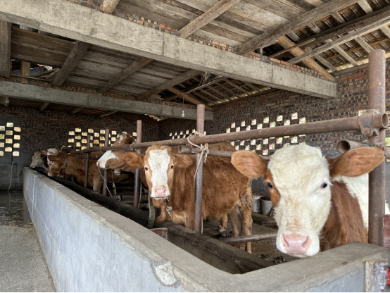 富硒茶乡村振兴(乡村振兴茶文化)-硒宝网